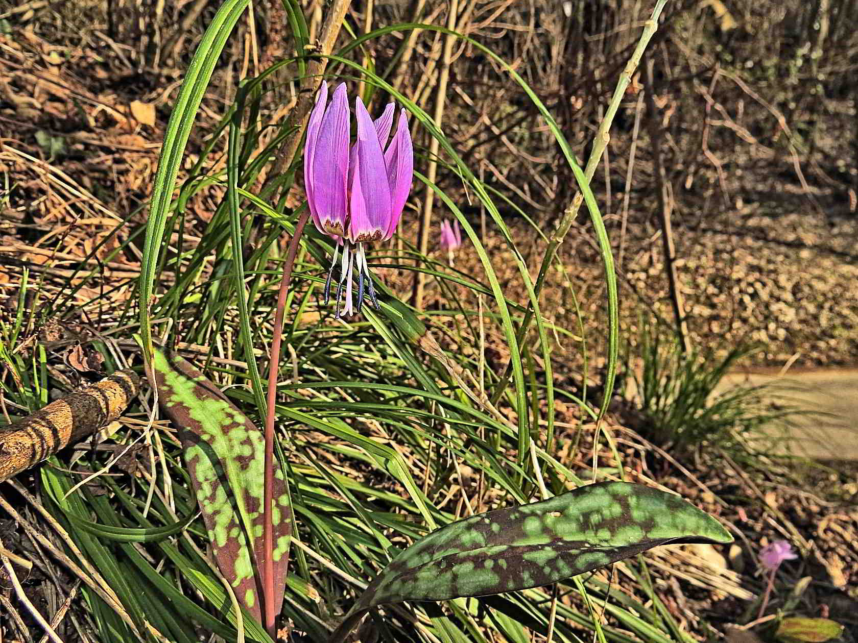 Le ultime arrivate tra le piante gi� fiorite